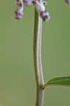 Longleaf milkweed